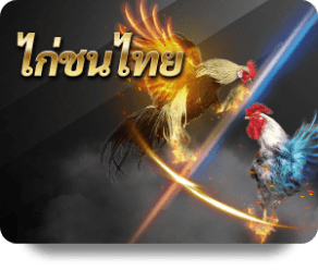 UFABET image of provider chicken-fight